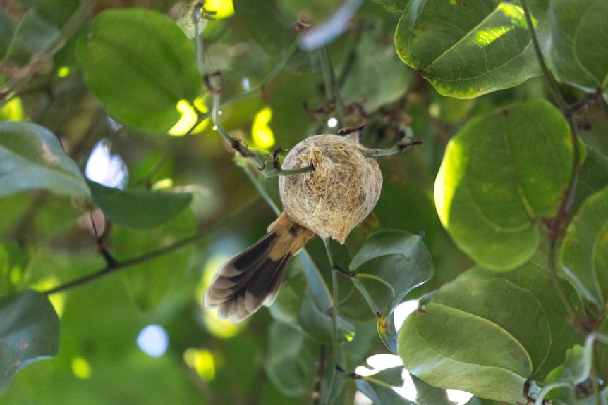 A rufous fantail on a nest from below