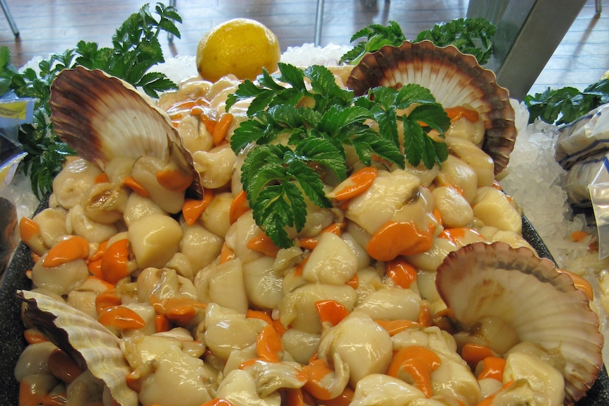 A pile of scallop meat on display among their shells, on a bed of ice, topped with lemon pieces and herb garnishes.