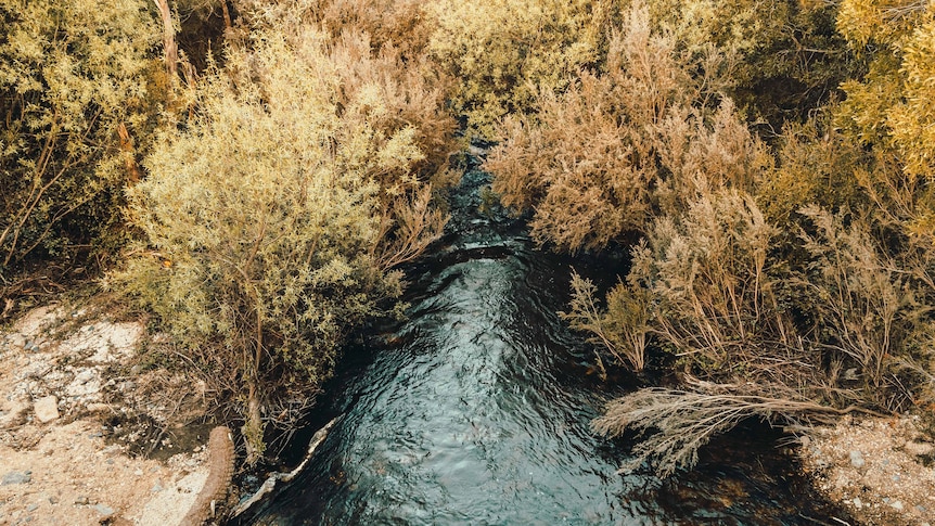 a top angle image of a small waterway passing between some bushes