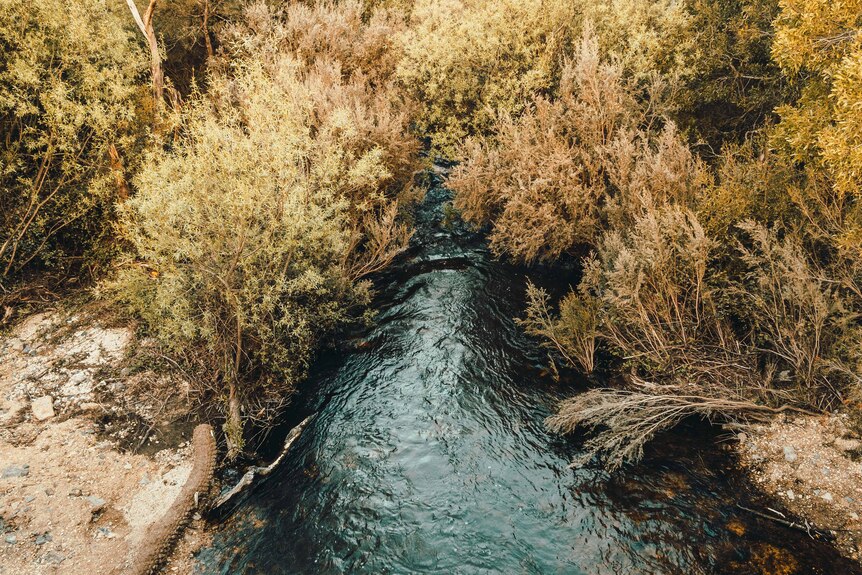 a top angle image of a small waterway passing between some bushes