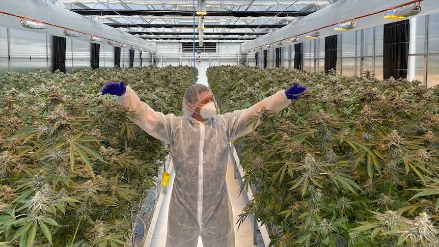 A man in overalls is standing in a big crop of legal marijuana plants.