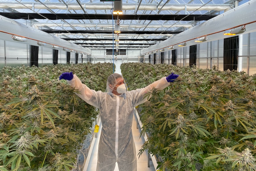 A man in overalls stands in a large crop of legal marijuana plants.