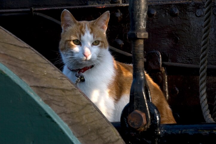 Cat on a ship
