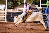 Female rider on bucking bullock in rodeo arena