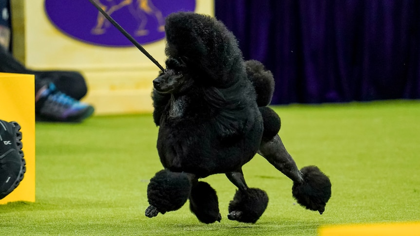 Sage the Black poodle struts around the ring