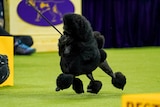 Sage the Black poodle struts around the ring