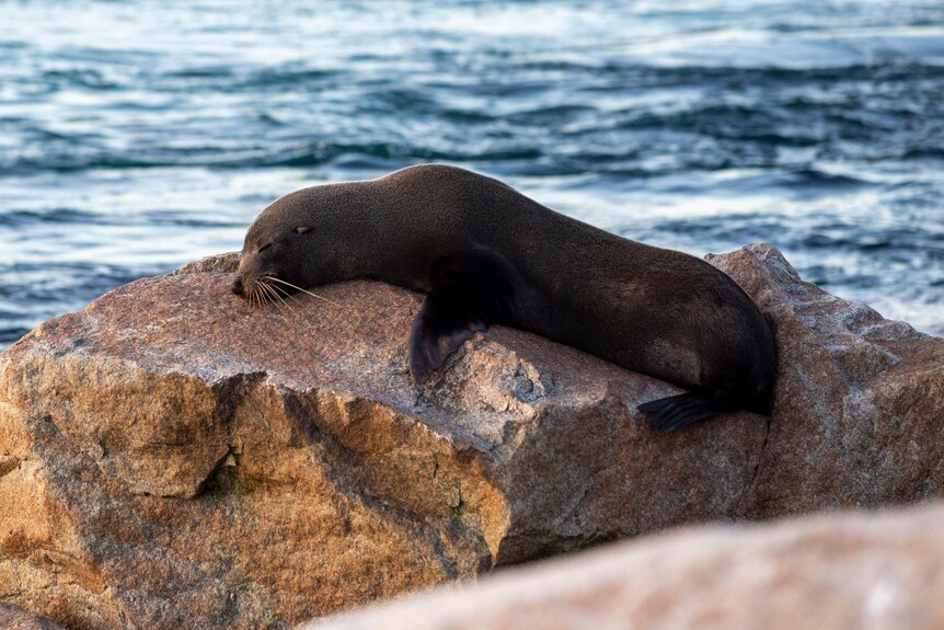 A seal lies on a rock.