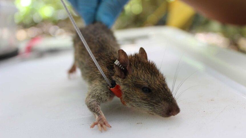 Close up of a rat wearing a collar with antenna attached.