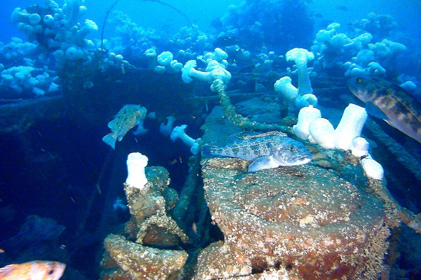 The sunken ship's steam engine, covered with marine growth.