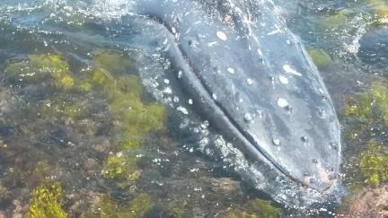 Whale at South Broulee