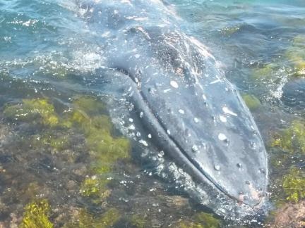 Whale at South Broulee