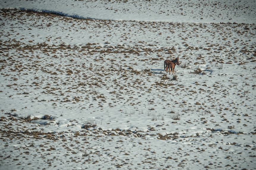 Two wild horses huddle together on a snowy plain.