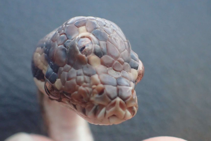 A snake with three eyes that was found on a highway near Darwin