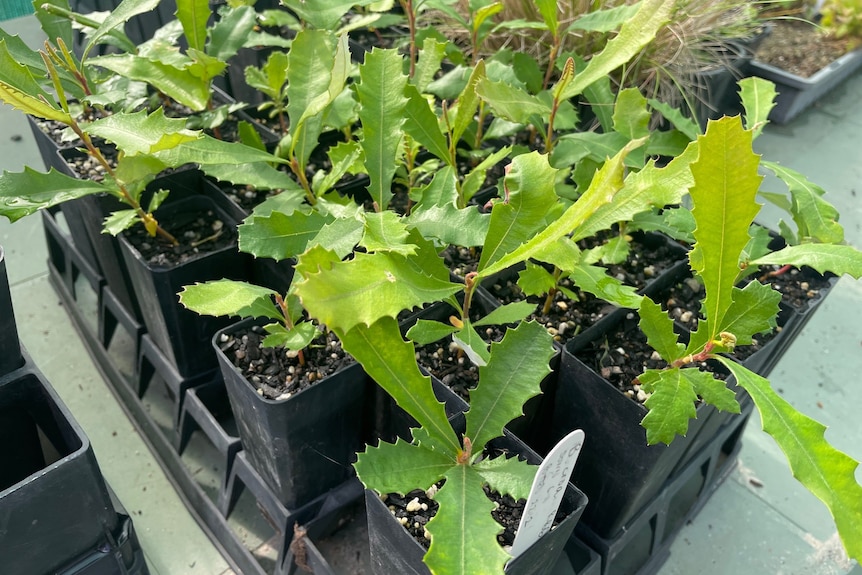 Close up shot of a plant with spikey leaves