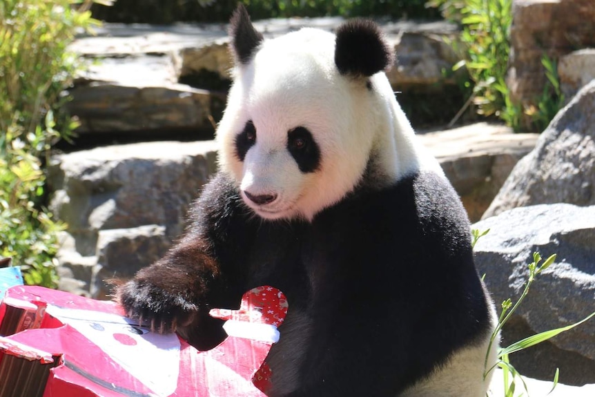 A panda opens a Christmas present.