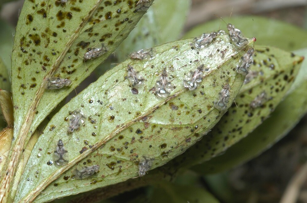 Act now to protect your azaleas from sap sucking insect - ABC listen