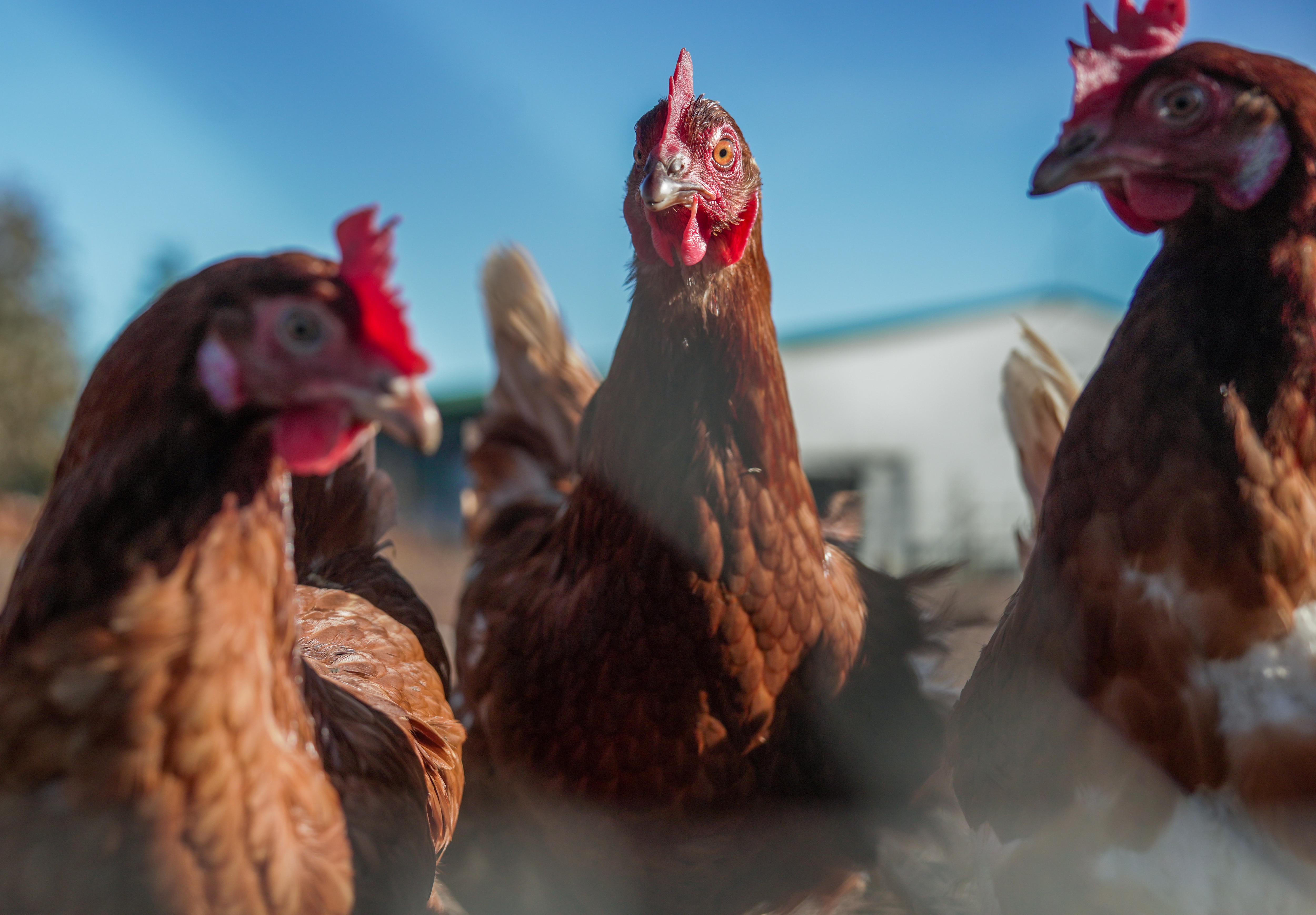 Dozens of hens with glossy brown feathers and red plump combs under a clear blue sky.
