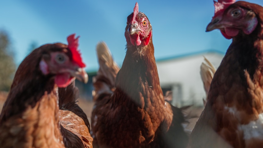 Dozens of hens with glossy brown feathers and red plump combs under a clear blue sky.