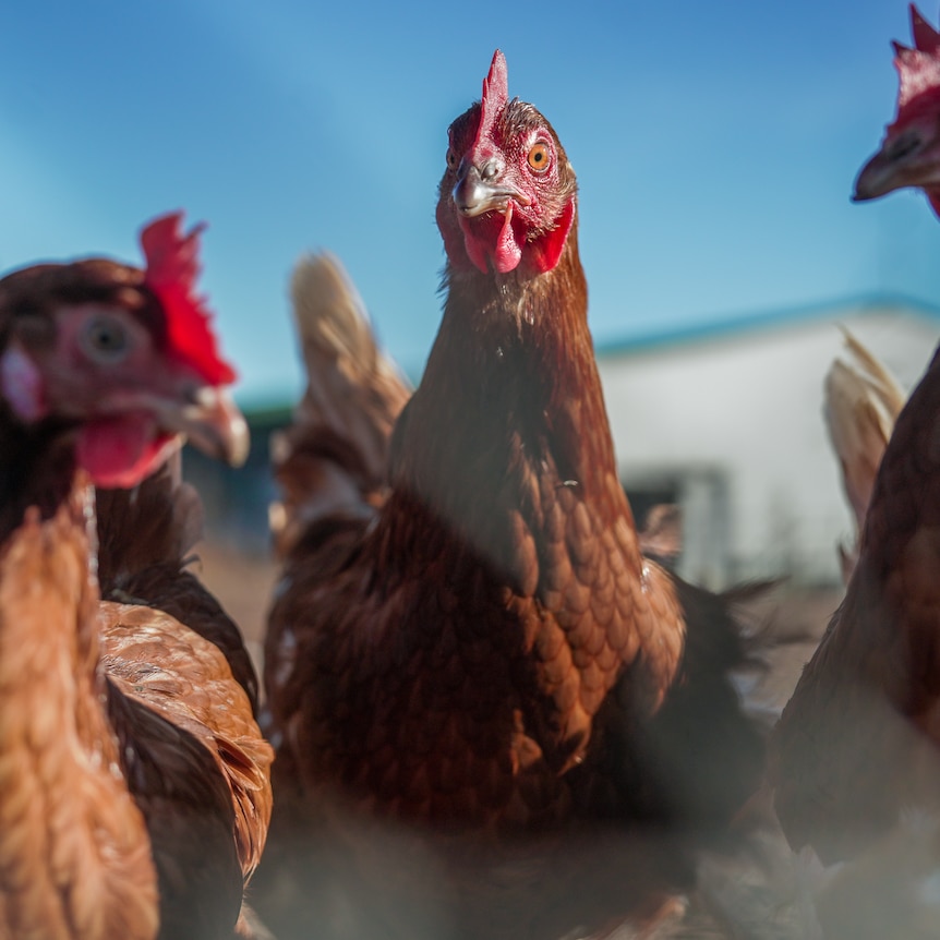 Dozens of hens with glossy brown feathers and red plump combs under a clear blue sky.