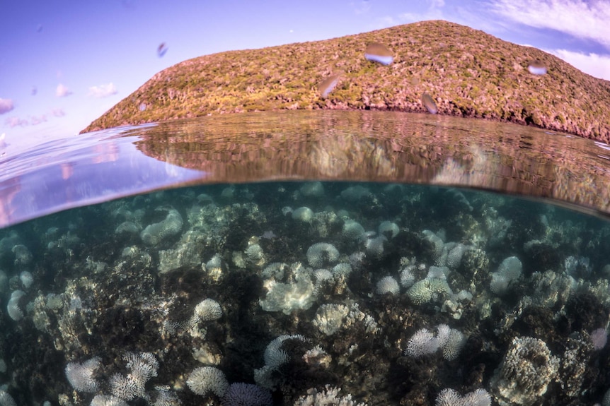 Monitoring bleaching at Lord Howe Island Marine Park