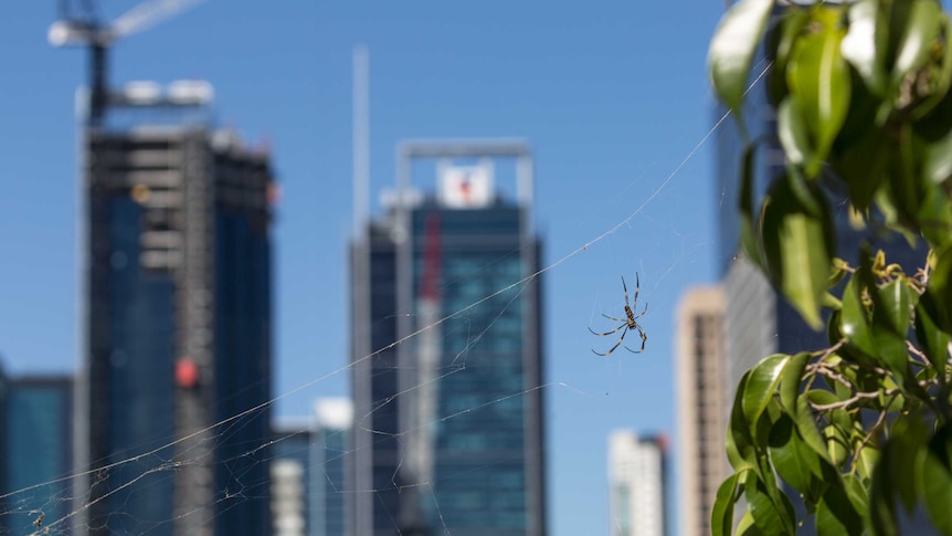 A spider stands on its web with a skyline of a city behind.
