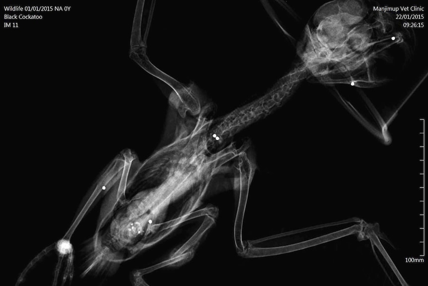 X-ray of an injured Baudin's cockatoo showing shotgun pellets embedded in its body.