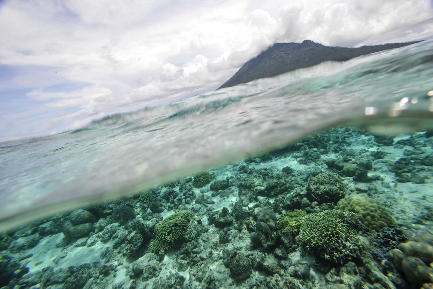 Coral reef off Bunaken Island in Manado, Indonesia