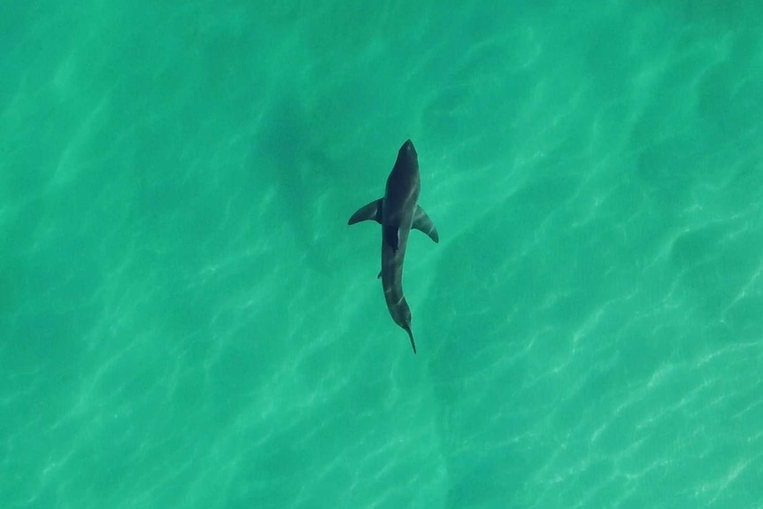 Artificial intelligence-guided shark detection drones are the next step in  beach safety - ABC News