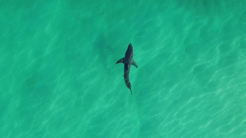 A shark photographed from directly overhead by a drone.