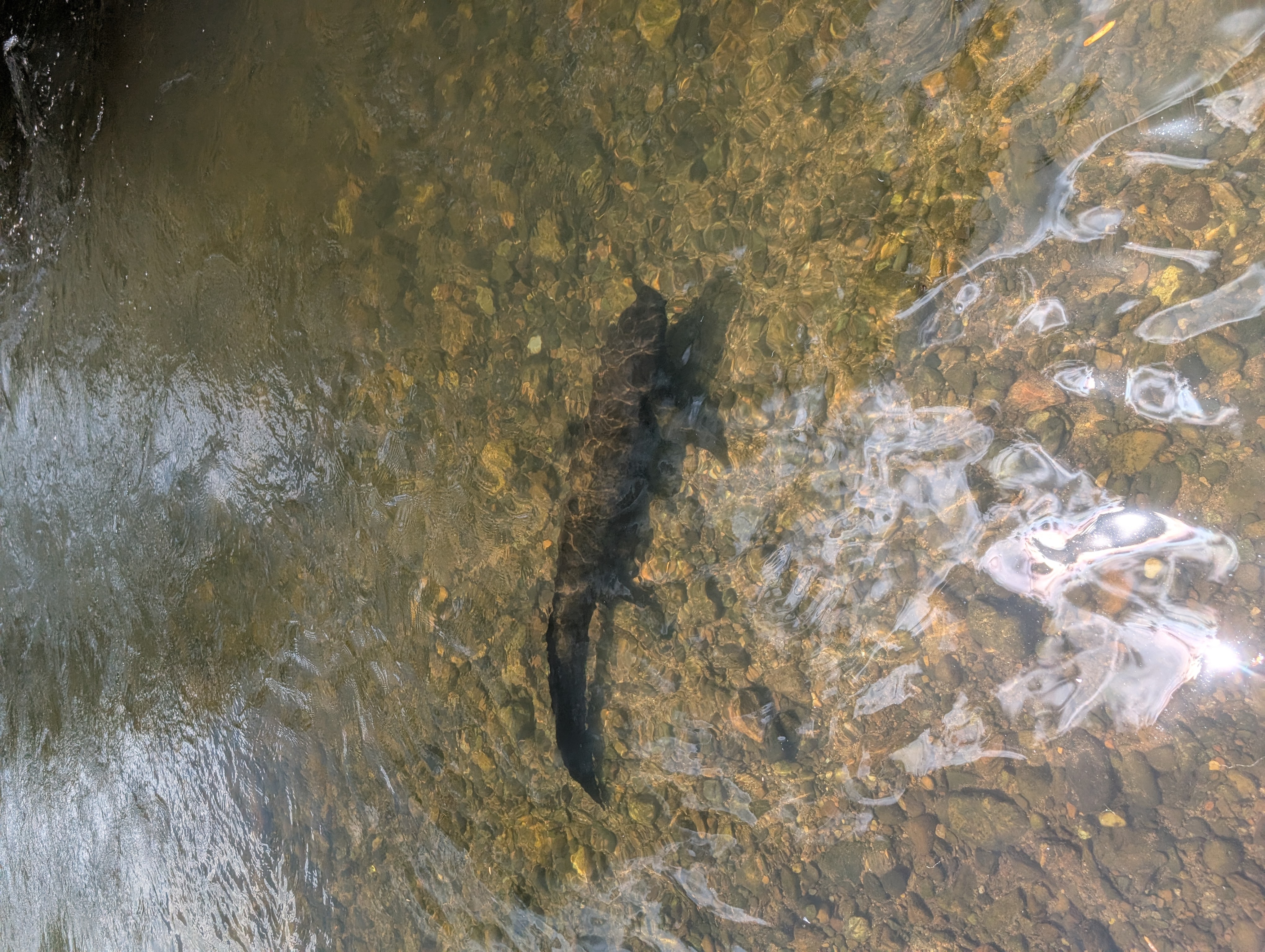 Un pez pulmonado en aguas poco profundas.