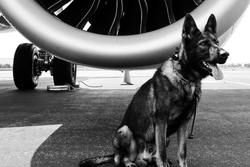 Black and white image of a dog standing by a jet engine.