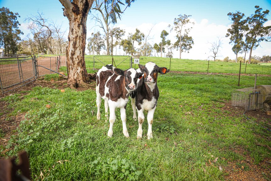 Two cow calves stand in a paddock next to each other