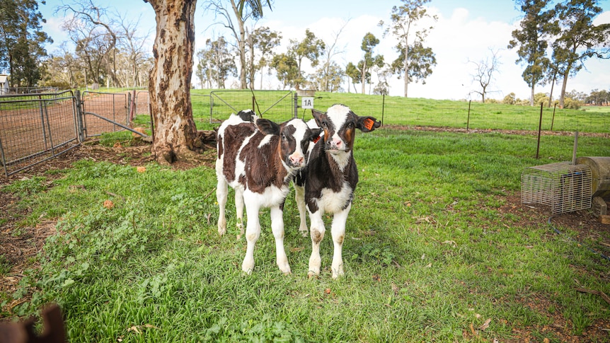 Two cow calves stand in a paddock next to each other