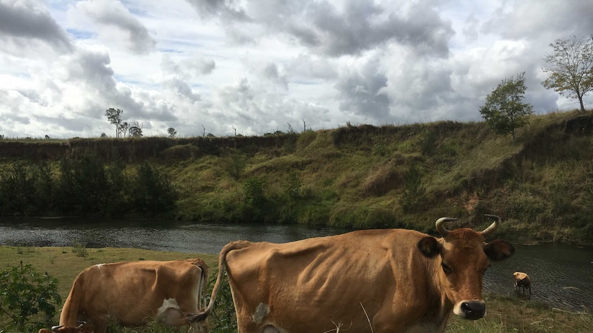 Jersey cows graze by the edge of the Mary River.