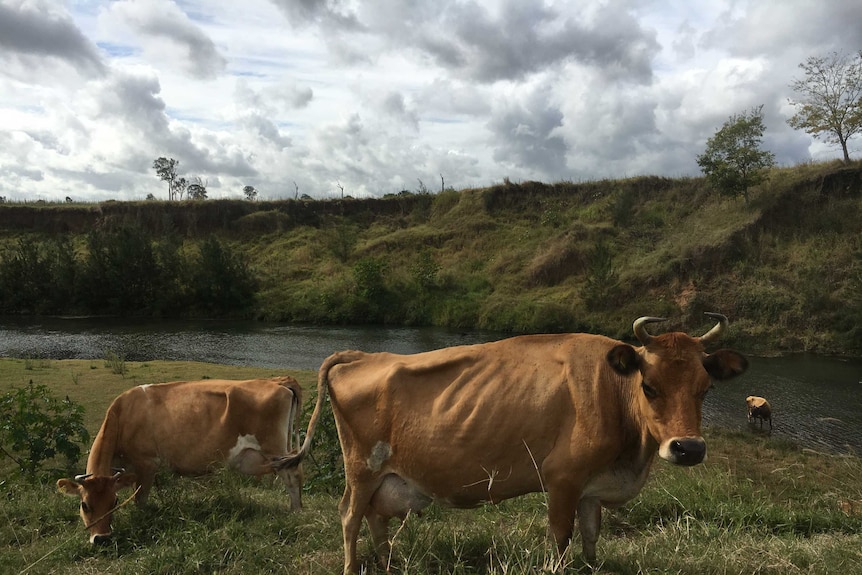 Jersey cows graze by the edge of the Mary River.