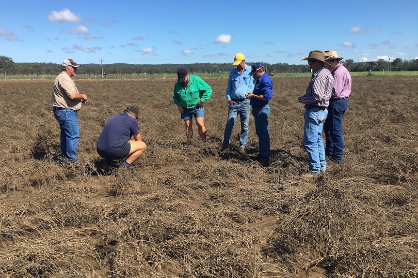 Seven farmers stand in a field of flood affected chickpea crops