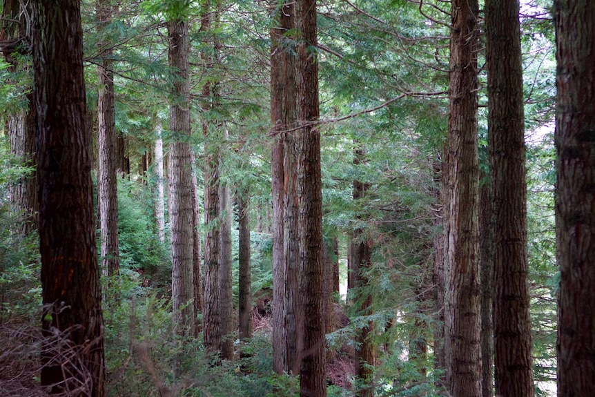 Tall tree trunks of sequoia redwoods, in forest