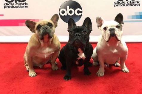 three french bulldogs