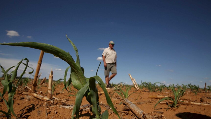 A South African farmer inspects his maize field
