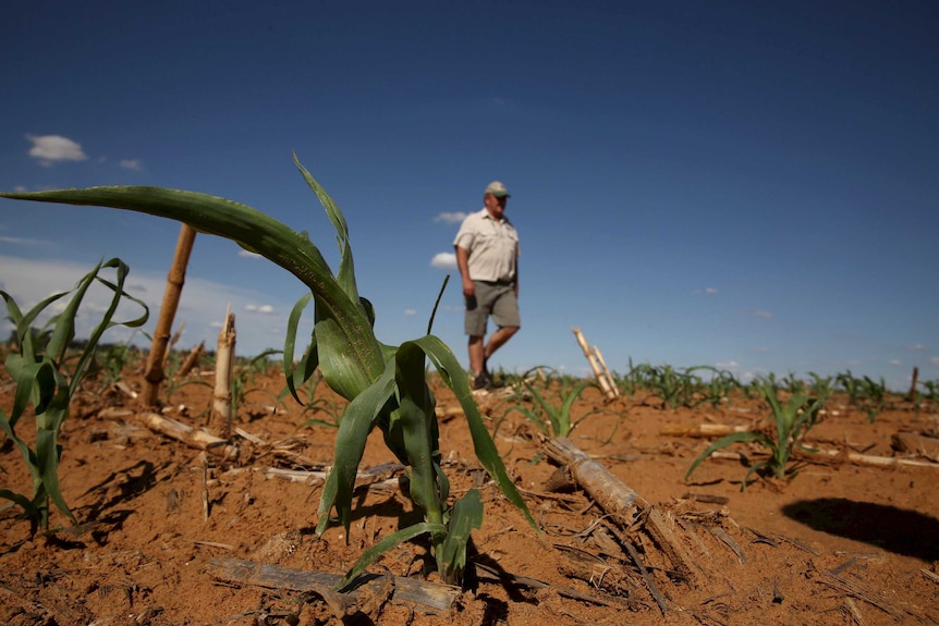 A South African farmer inspects his maize field