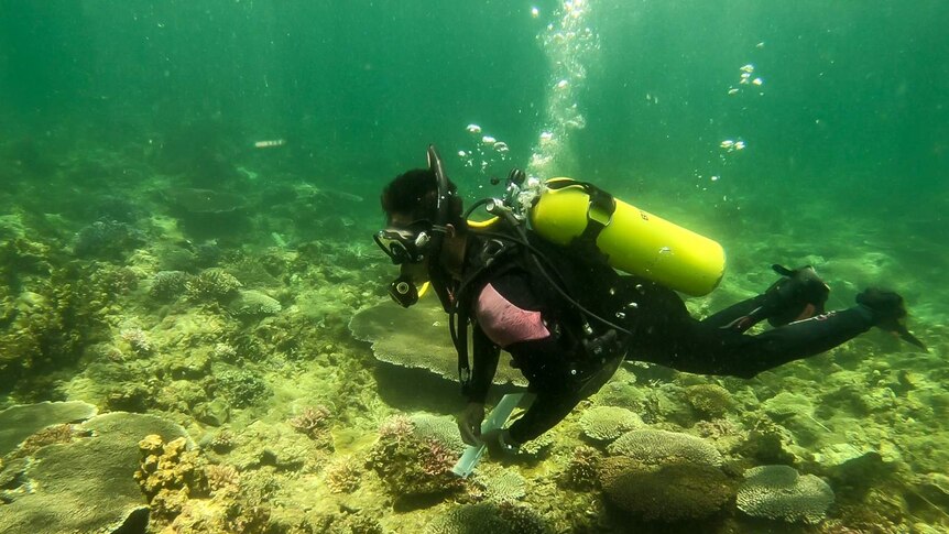 Dexter De La Cruz inspecting coral colonies that the project has restored.