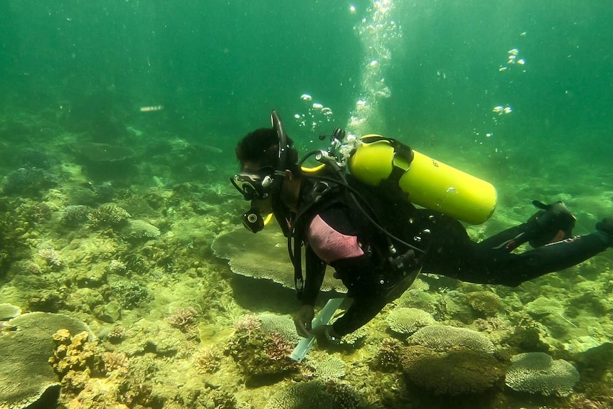 Dexter De La Cruz inspecting coral colonies that the project has restored.