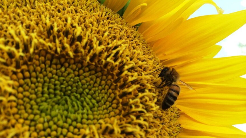 A bee pollinating a sunflower in western Victoria.