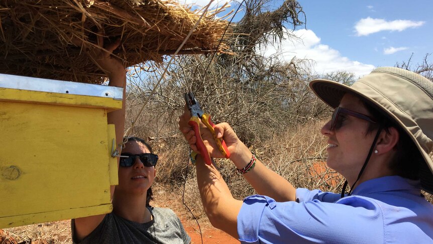Sophia Weinmann helps to set up a beehive fence in Kenya