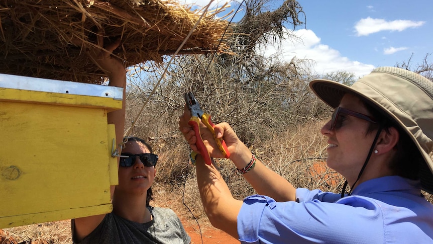 Sophia Weinmann helps to set up a beehive fence in Kenya