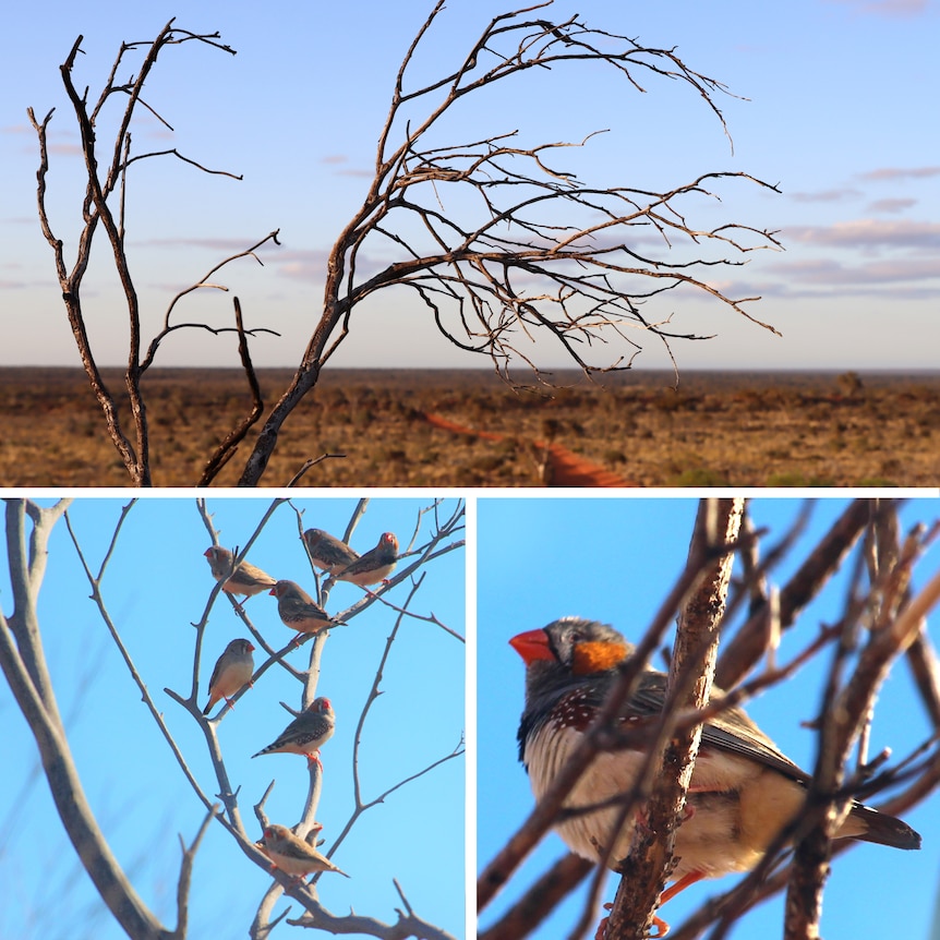 A group of finches on a branch, a single finch and a bare tree