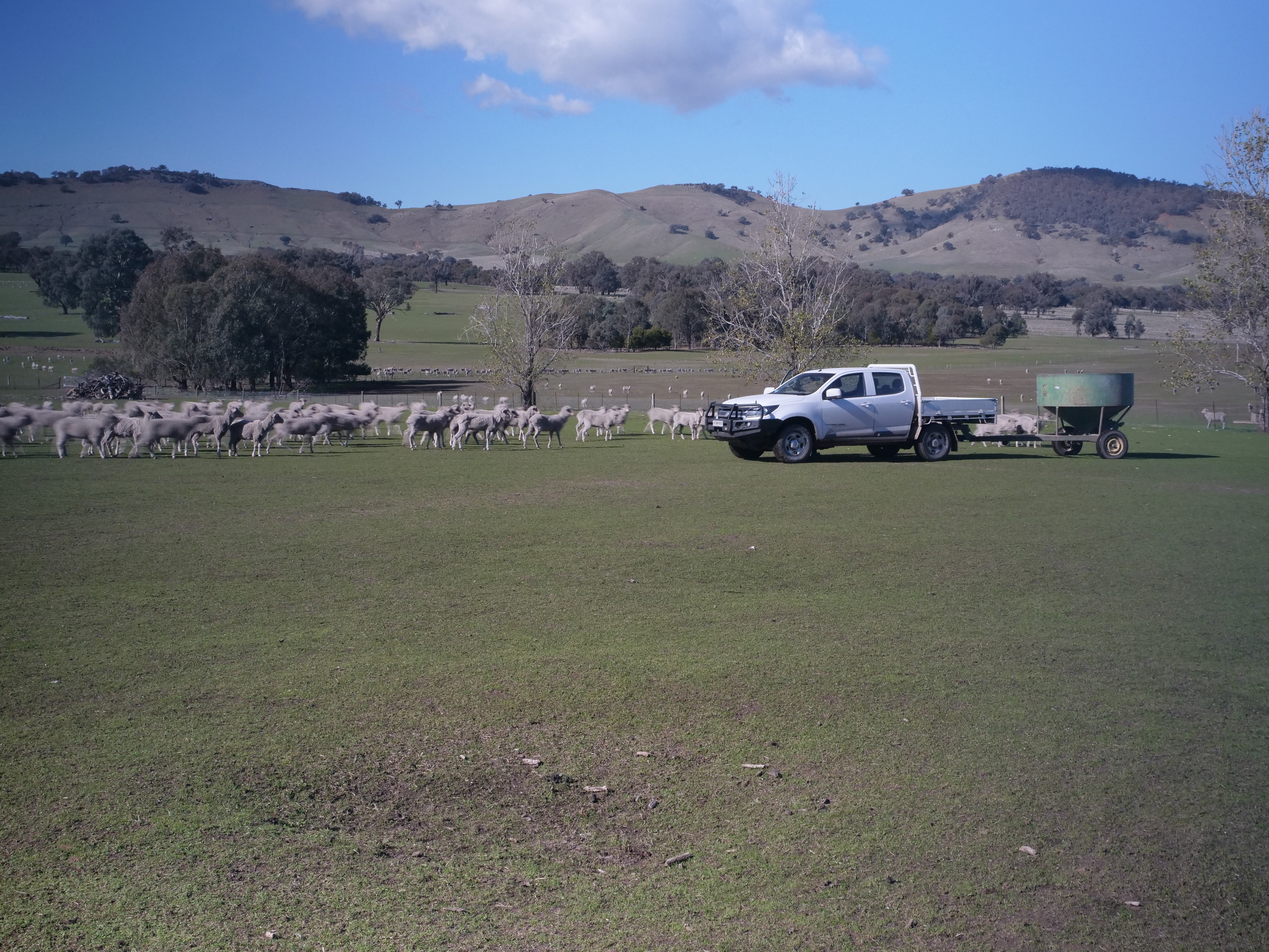 A ute towing a feed cart runs out a line of grain as sheep flock to eat