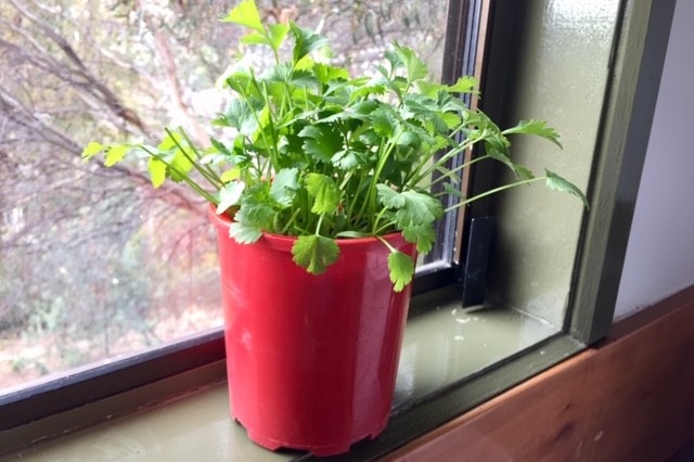 Green herbs growing in a red pot on a window sill