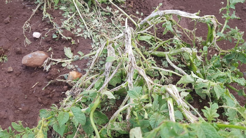 Damaged potato crops