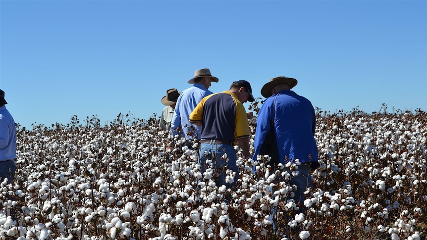 The cotton at Corbett Tritton's property is ready to be picked